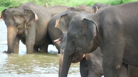 Elephants in the river Stock Footage 93182473