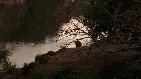 Elephants by the river Vídeos de archivo 236920612