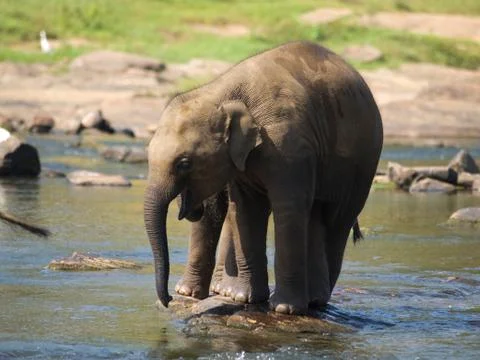 Elephants in river Stock Photos