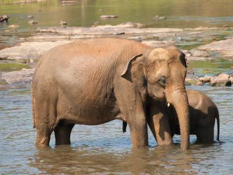 Elephants in river Stock Photos