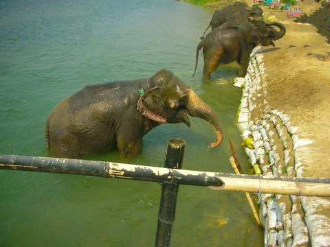 Elephants in a river Stock Photos