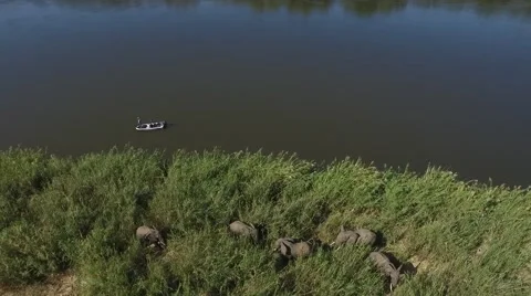 Elephants in Riverbed Stock Footage 67464734