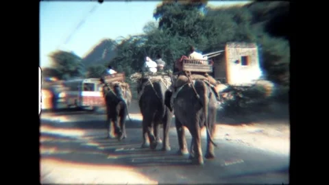 Elephants on the Road Stock Footage 276292873