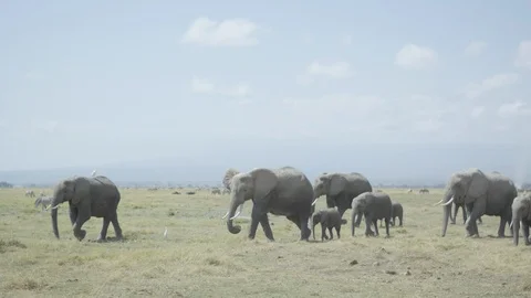 Elephants roaming an African plain 스톡 동영상 90993744