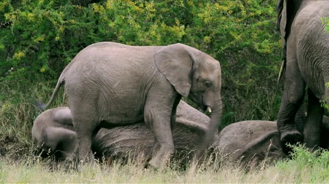 Elephants rolling in mud Stock Footage 44820663
