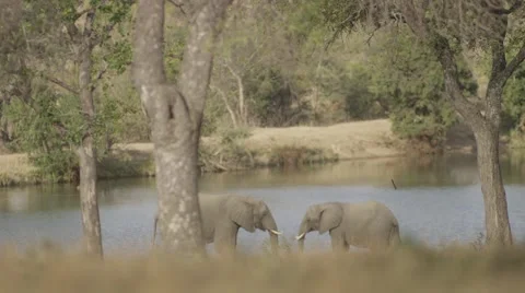 Elephants Romancing by Water Hole (2) Stock-Footage 55647840