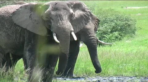 Elephants rumbling Stock Footage 12411783