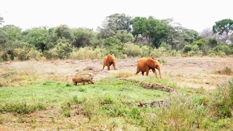 Elephants running in the wild Stock Footage 96692281
