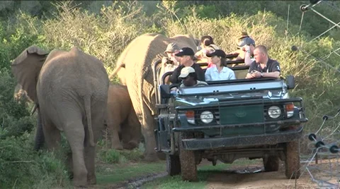 Elephants safari South Africa Stock Footage