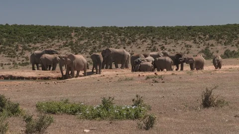 Elephants Savannah watering hole Stock Footage