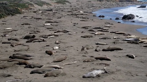 A Elephants Sea Flick Stock Footage 90292132
