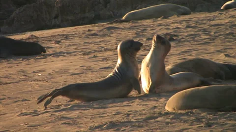 Elephants Seals 스톡 동영상 37586139