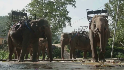 Elephants with a seat on the back Stock Footage 73646548