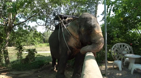 Elephants with seating for tourists Stock Footage 66990720