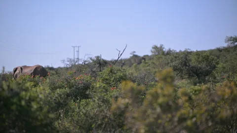 Elephants seen walking through field Stock Footage 278072583