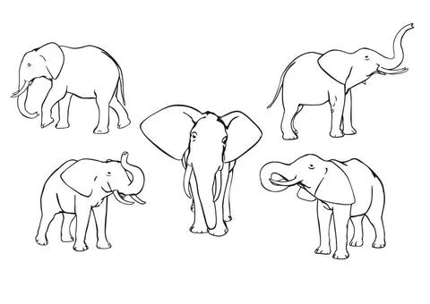Elephants Set of vector elephants, black and white, outline Copyright: xZo... Foto stock