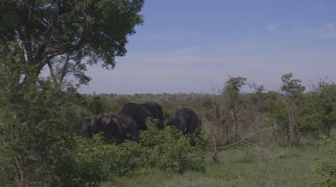 Elephants in the shade Stock Footage 25228240