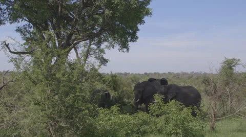 Elephants in the shade Stock Footage 25229281