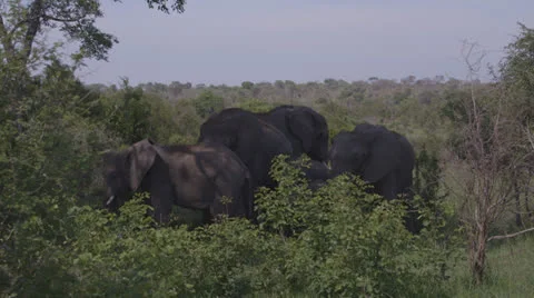 Elephants in the shade Видео 25229305