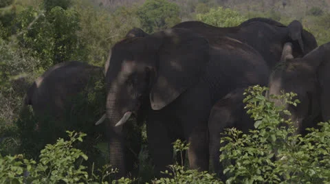 Elephants in the shade Stock Footage 25229330