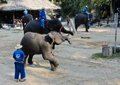 Elephants show Stock Photos
