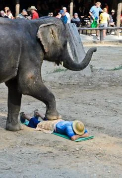 Elephants show Stock Photos