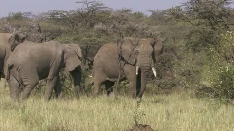 Elephants showing affection Stock Footage 12658246