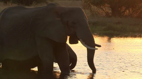 Elephants in silhouette drinking at waters edge Video stock 46373571