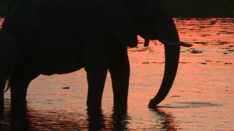 Elephants in silhouette drinking at waters edge Stock Footage 46373596