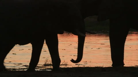 Elephants in silhouette drinking at waters edge Stock Footage 46373626