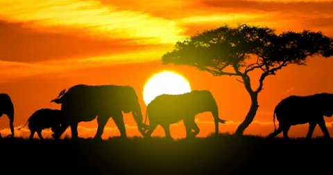 Elephants Silhouette at Sunset Stock Footage