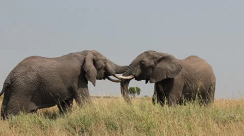 Elephants Sparring 1 Stock Footage 25688189