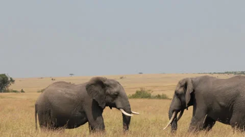 Elephants Sparring 10 Stock Footage 25679032