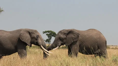 Elephants Sparring 2 Stock Footage 25678561