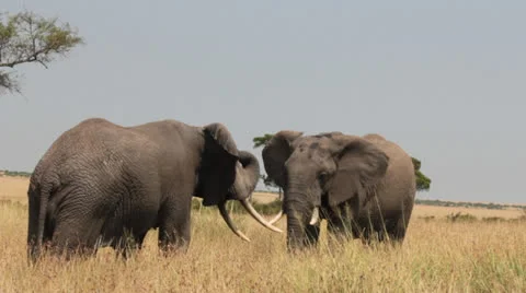 Elephants Sparring 3 Stock Footage 25678044