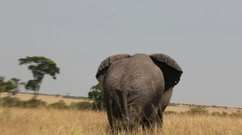 Elephants Sparring 4 Stock Footage 25677476