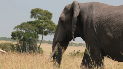Elephants Sparring 6 Stock Footage 25676548
