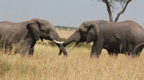 Elephants Sparring 7 Stock Footage 25675952