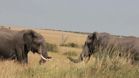 Elephants Sparring 8 Video stock 25675513