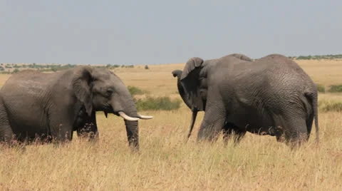 Elephants Sparring 9 Stock Footage 25675213