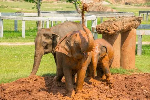 Elephants spraying mud Stock Photos