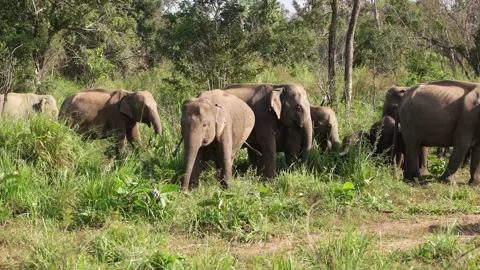 Elephants in Sri Lanka Video stock 174909973