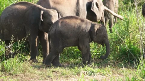 Elephants in Sri Lanka Stock Footage 174910164