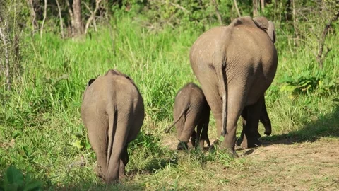 Elephants in Sri Lanka Vídeo Stock 174910865