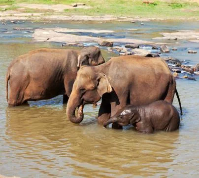Elephants on sri lanka Stock Photos