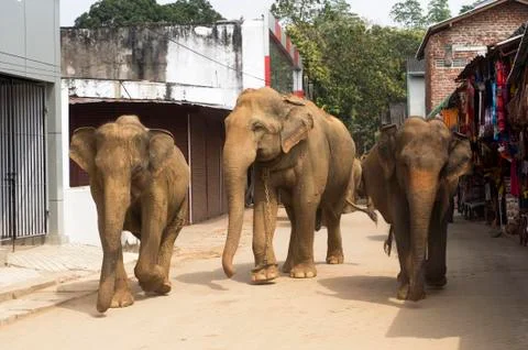 Elephants on the srtreet Foto stock