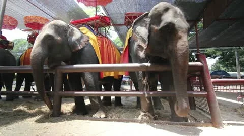 Elephants at a stall in Thailand Stock Footage 12285142