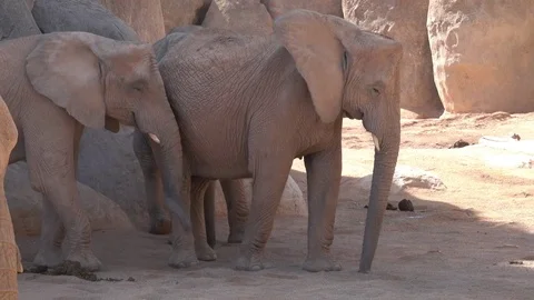 Elephants stand by a group and sprinkle themselves with sand Stock-Footage 81614750