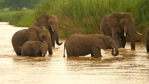 Elephants stand in river, move, one stops to drink, another defecates in water Vídeos de archivo 105836573