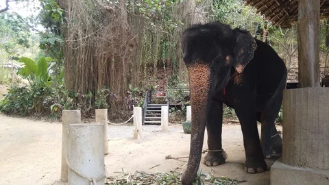 Elephants stand tied in an aviary. Stock-Footage 127958082